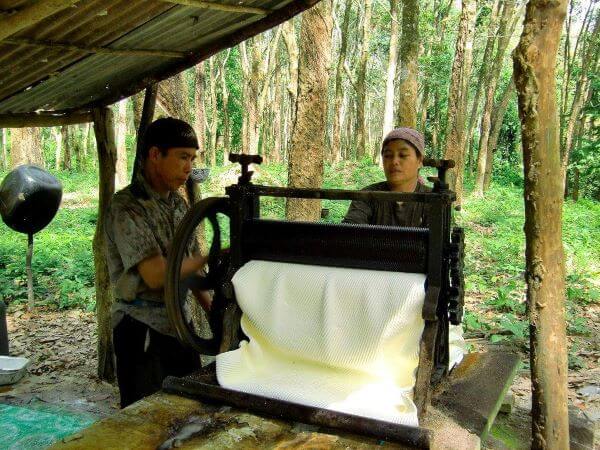 picture of koh yao noi residents working rubber